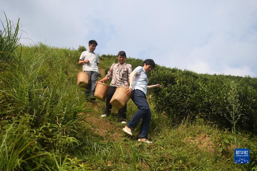 在廣西蒼梧縣六堡鎮(zhèn)山坪村，祝雪蘭（前）和村民采茶后走下茶山（2022年9月22日攝）。新華社記者 陸波岸 攝